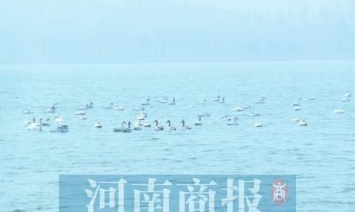 郑州的天鹅湖在哪里(洛阳天鹅湖湿地公园在哪)图2