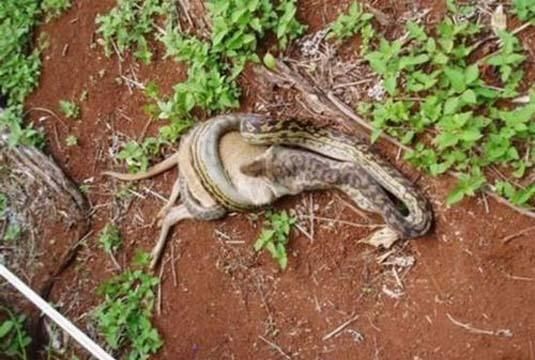 在农村看到一条胳膊粗的大王蛇跑进蛇洞，大家知道蛇洞一般有多深，要挖多久呢图3