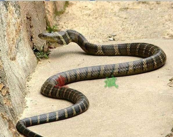 在农村看到一条胳膊粗的大王蛇跑进蛇洞，大家知道蛇洞一般有多深，要挖多久呢图7