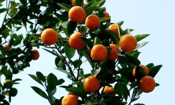 怎样种出来的橘子甜呢图3