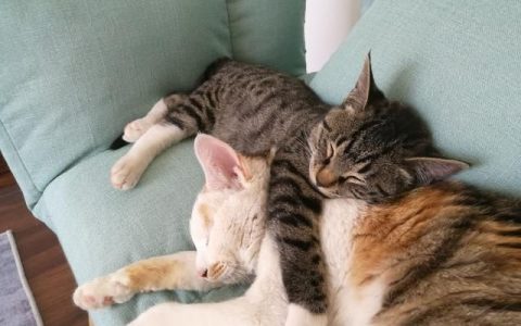猫和猫之间有爱情吗