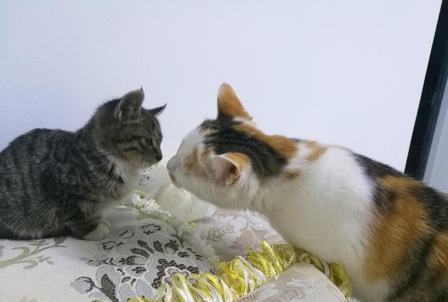 猫和猫之间有爱情吗图2