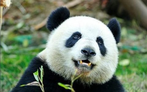 大熊猫是哺乳动物吗,大熊猫是哺乳动物吗为什么