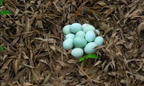 生绿壳蛋的鸡是什么品种鸡(什么品种的鸡下绿壳蛋)图1