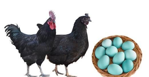 生绿壳蛋的鸡是什么品种鸡(什么品种的鸡下绿壳蛋)图3
