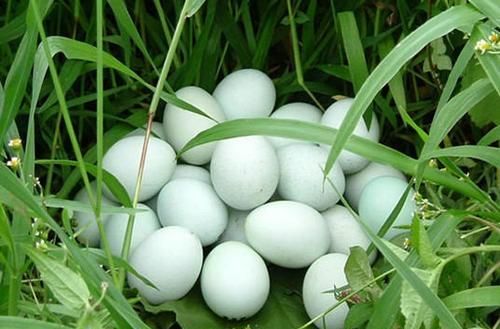 生绿壳蛋的鸡是什么品种鸡(什么品种的鸡下绿壳蛋)图4