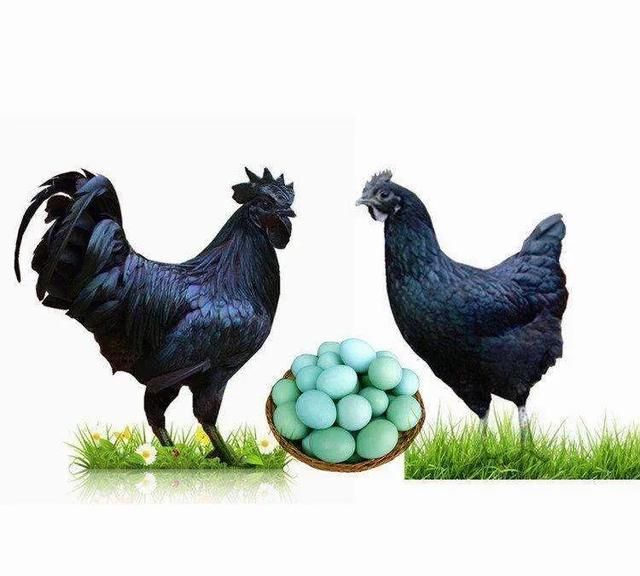 生绿壳蛋的鸡是什么品种鸡(什么品种的鸡下绿壳蛋)图11
