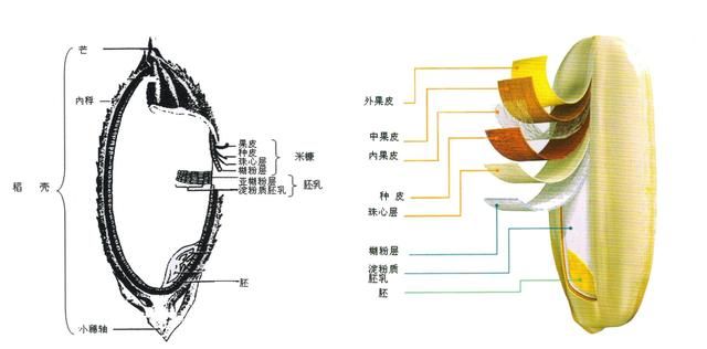 粳米与糙米有什么区别和功效(粳米能和糙米一起吃吗)图3
