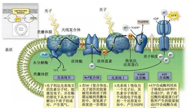 为什么世界上有那么多坏人(碳基生物为什么那么脆弱)图11