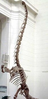 为什么恐龙都是长脖子图2
