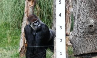 动物园里的动物怎么测量身高体重呢图9