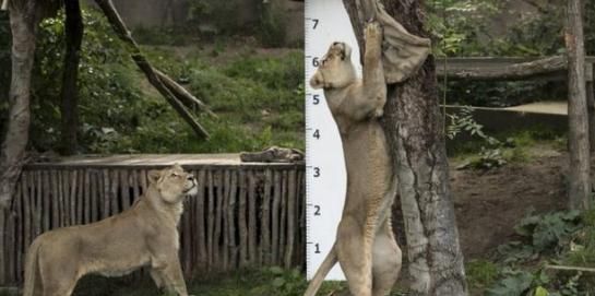 动物园里的动物怎么测量身高体重呢图10