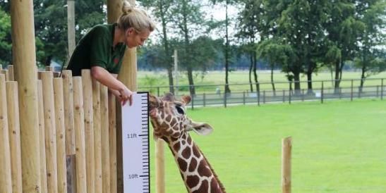 动物园里的动物怎么测量身高体重呢图11