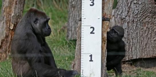 动物园里的动物怎么测量身高体重呢图12