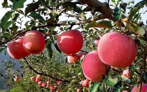 哪个产地的苹果最好吃,网上哪家苹果比较好吃