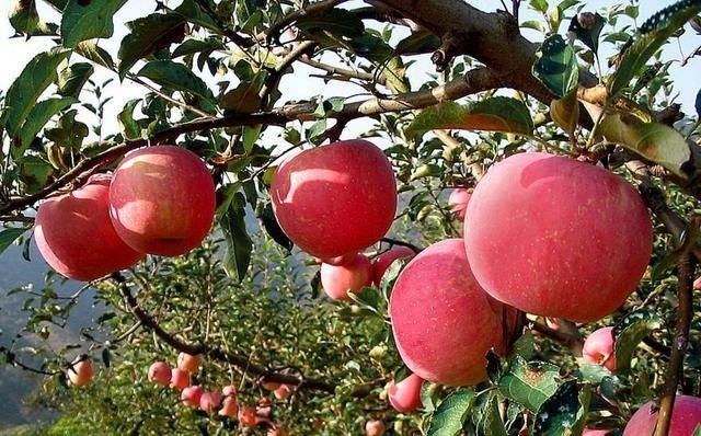 哪个产地的苹果最好吃,网上哪家苹果比较好吃图1