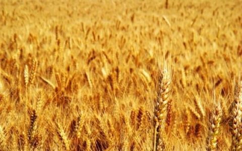 小麦是何时传入中国的呢,小麦哪个朝代传入中国