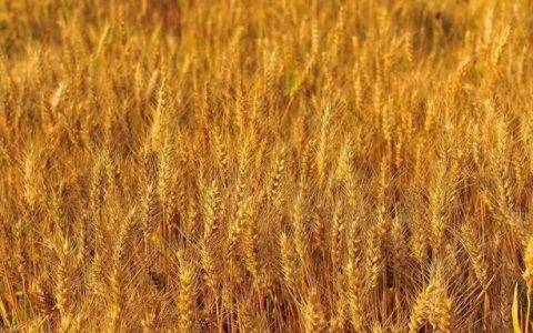 小麦成熟期是什么时候开始(东北的小麦几月份成熟)