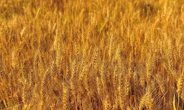 小麦成熟期是什么时候开始(东北的小麦几月份成熟)图1