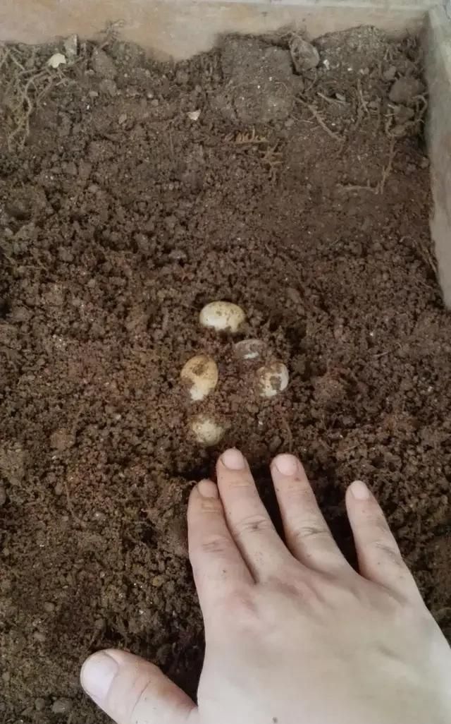 龟蛋怎样孵化出小龟,怎样让龟蛋孵出小龟图4