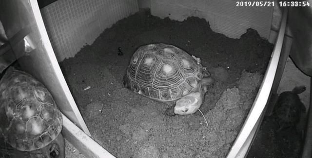 龟蛋怎样孵化出小龟,怎样让龟蛋孵出小龟图6