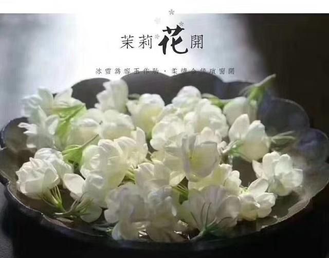 花茶和茉莉花茶的区别是什么(茉莉花茶是红茶还是绿茶求回答)图3