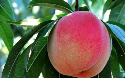 减肥能吃桃子吗,桃子增肥还是减肥