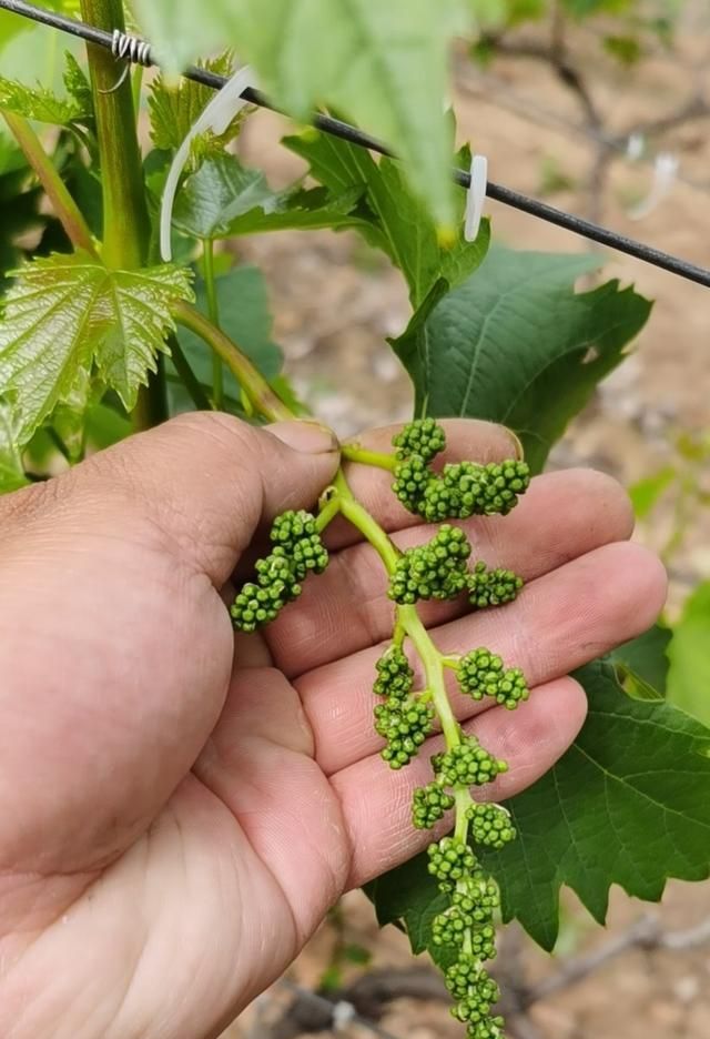 葡萄的花期是几月份(葡萄花期可以打药吗)图2