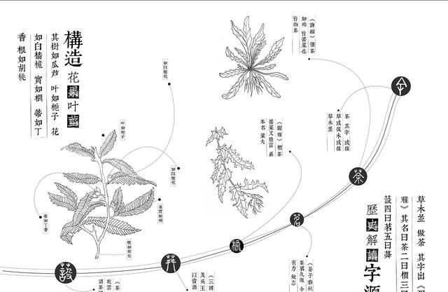 为什么陆羽被称为茶圣图6