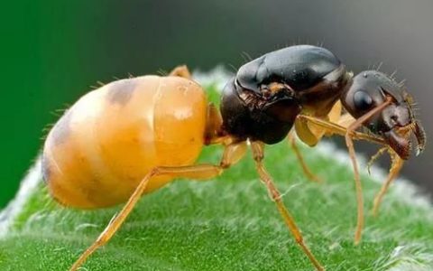 假如蚁后死了剩下的蚂蚁会怎样