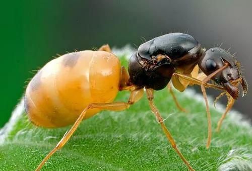 假如蚁后死了剩下的蚂蚁会怎样图1