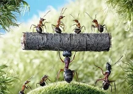 假如蚁后死了剩下的蚂蚁会怎样图12