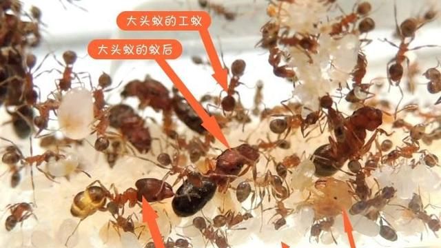 假如蚁后死了剩下的蚂蚁会怎样图15