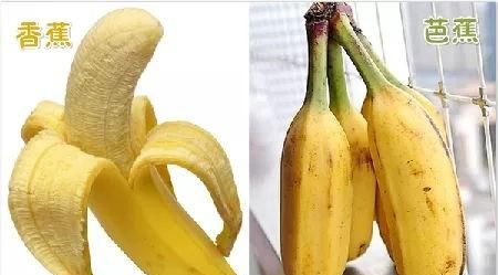 香蕉和芭蕉怎么区别(香蕉和芭蕉怎么区别图片)图6