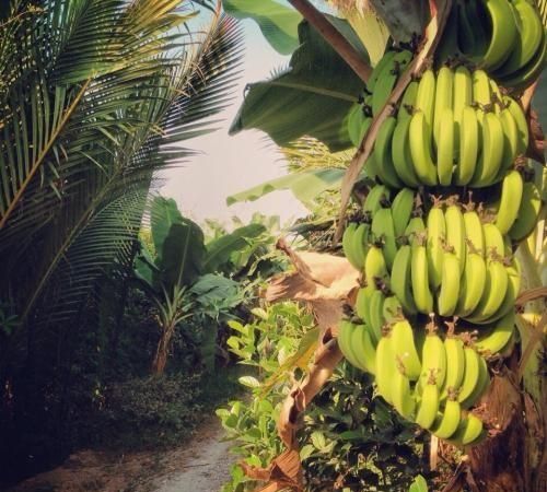 香蕉和芭蕉怎么区别(香蕉和芭蕉怎么区别图片)图7