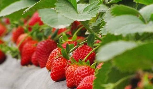 草莓开花多久可以成熟(草莓开花到成熟要多长时间)图1