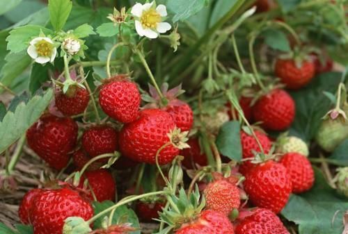 草莓开花多久可以成熟(草莓开花到成熟要多长时间)图2
