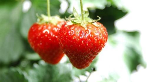 草莓开花多久可以成熟(草莓开花到成熟要多长时间)图3