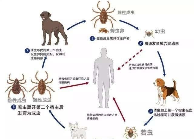 怎么判断是不是被虫咬(怎么判断被毒虫咬了)图3