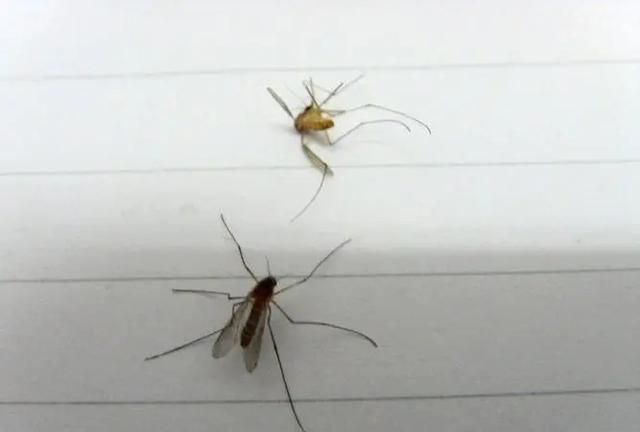 蚊子繁殖是公蚊子还是母蚊子图2