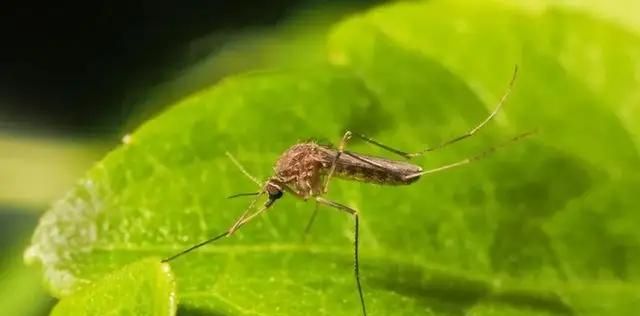 蚊子繁殖是公蚊子还是母蚊子图3