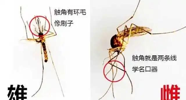 蚊子繁殖是公蚊子还是母蚊子图4