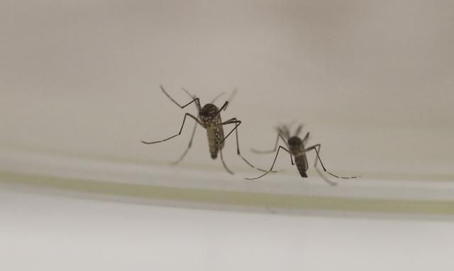 蚊子繁殖是公蚊子还是母蚊子图8