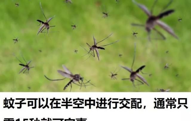 蚊子繁殖是公蚊子还是母蚊子图9