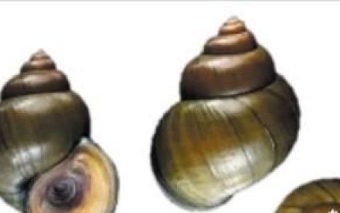 福寿螺和田螺如何区分,福寿螺和田螺的区别怎么分辨
