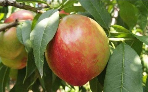 桃子树上的施肥管理