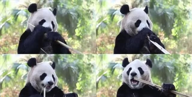 大熊猫生活在什么地方图7