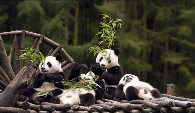大熊猫生活在什么地方图9