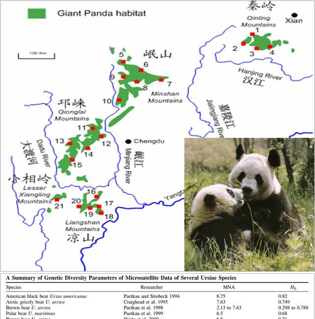 大熊猫生活在什么地方图11