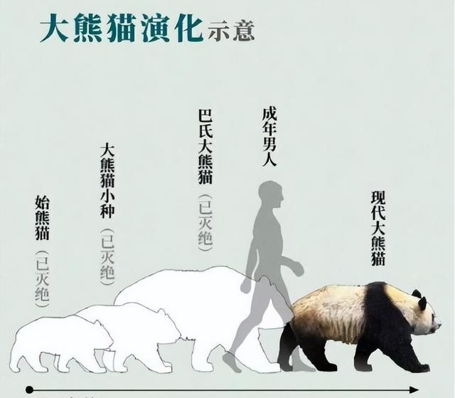 大熊猫生活在什么地方图13